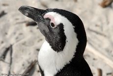 Brillenpinguin (129 von 148).jpg